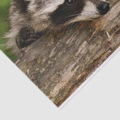 Papier Mousseline Raccoon mignon reposant sur un journal (Détail)