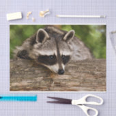 Papier Mousseline Raccoon mignon reposant sur un journal (Artisanat)