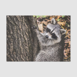 Papier Mousseline Raccoon sauvage