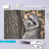 Papier Mousseline Raccoon sauvage (Artisanat)