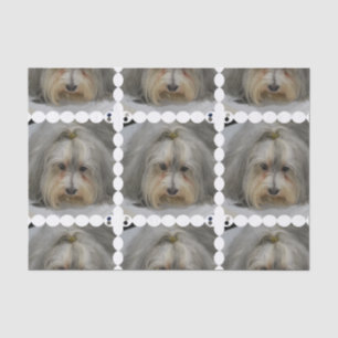 Papier Mousseline Race de chien de Havanese