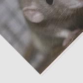 Papier Mousseline Rat curieux (Détail)