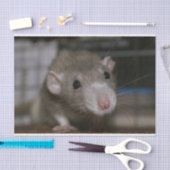 Papier Mousseline Rat curieux (Artisanat)