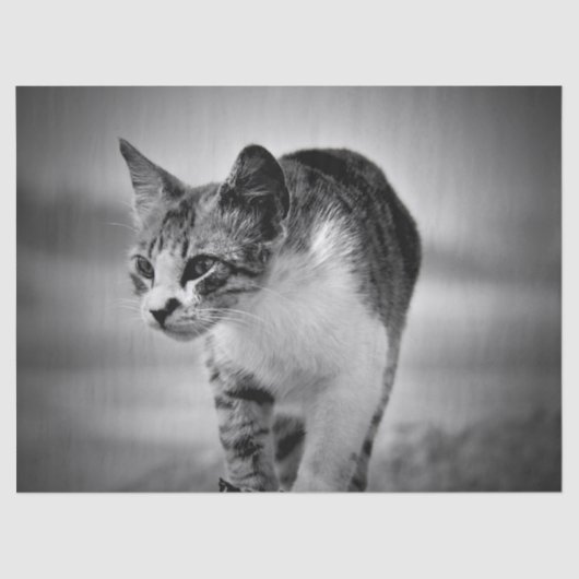 Papier Mousseline recherche papier sur le tissu du chat (Recto)