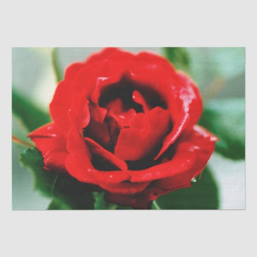 Papier Mousseline Red Rose Love (Recto)