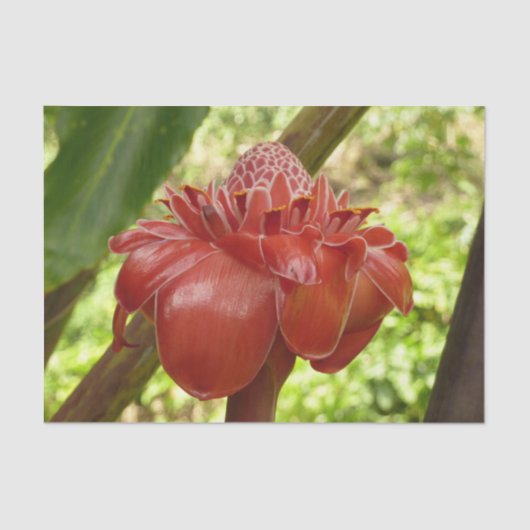 Papier Mousseline Red Torch Ginger Tropical Flower Photographie (Recto)