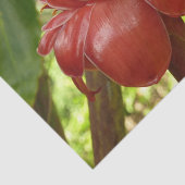 Papier Mousseline Red Torch Ginger Tropical Flower Photographie (Détail)