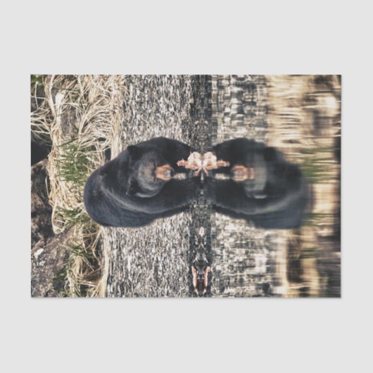 Papier Mousseline Réflexions d'ours noir (Recto)