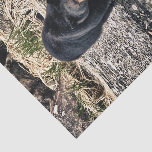 Papier Mousseline Réflexions d'ours noir (Détail)