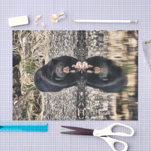 Papier Mousseline Réflexions d'ours noir (Artisanat)