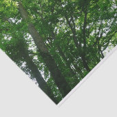 Papier Mousseline Regard sur les arbres d'été (Détail)