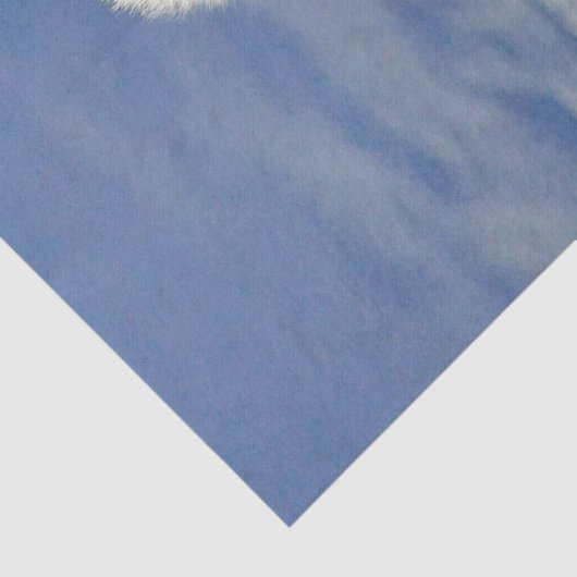 Papier Mousseline Renard arctique (Détail)