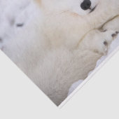 Papier Mousseline Renard blanc arctique vous observant (Détail)