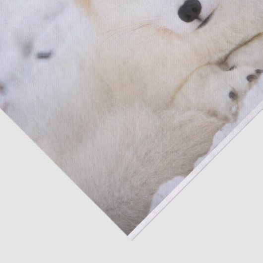 Papier Mousseline Renard blanc arctique vous observant (Détail)