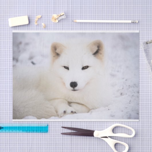 Papier Mousseline Renard blanc arctique vous observant (Artisanat)