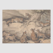 Papier Mousseline Renard gris (Canis Virginianus) (Recto)