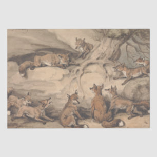 Papier Mousseline Renard gris (Canis Virginianus)