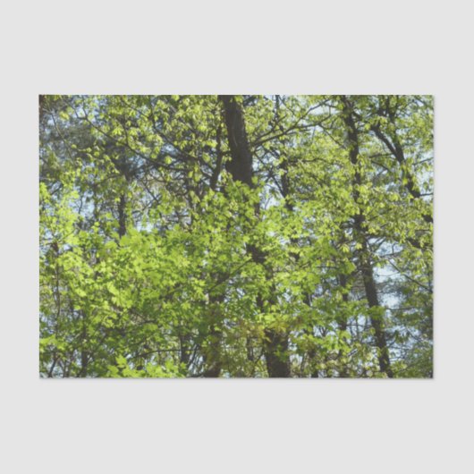 Papier Mousseline Ressource Feuille (Recto)
