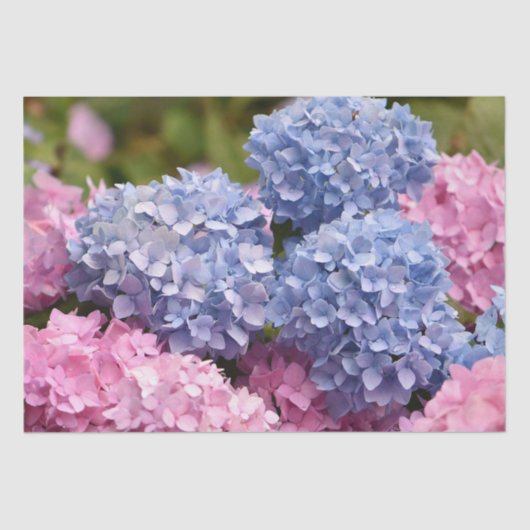 Papier Mousseline Révélation de genre rose bleu Hydrangea (Recto)