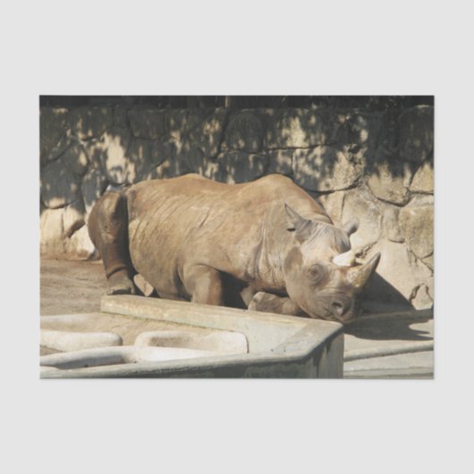 Papier Mousseline Rhino couché (Recto)