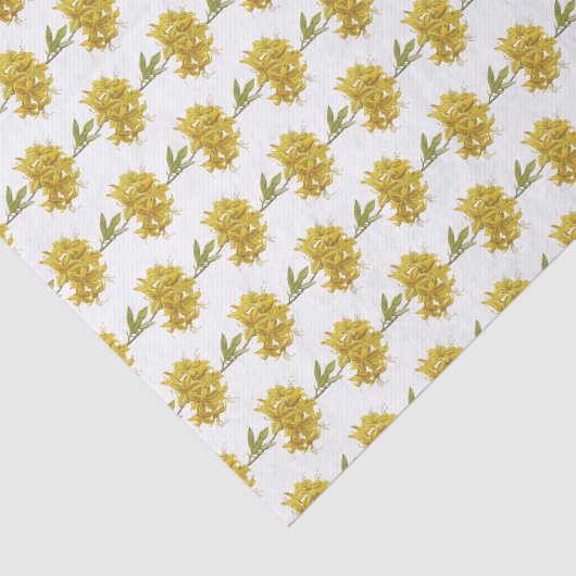 Papier Mousseline Rhododendron luteum (Azalée Pontique) (Détail)