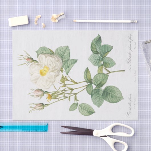 Papier Mousseline Rosa alba foliacea (Artisanat)