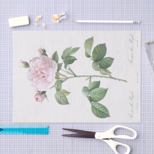 Papier Mousseline Rosa alba regalis (Artisanat)