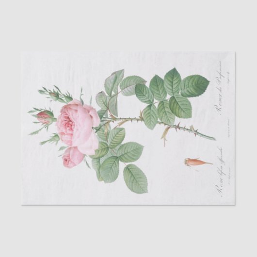 Papier Mousseline Rosa bifera officinalis (Recto)