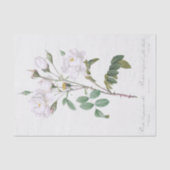 Papier Mousseline Rosa campanulata alba (Recto)