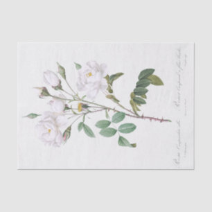Papier Mousseline Rosa campanulata alba
