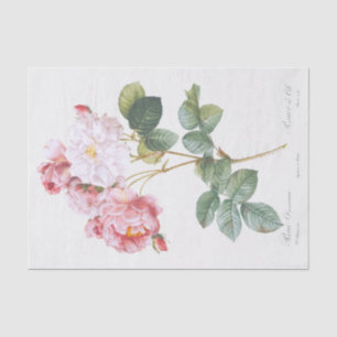 Papier Mousseline Rosa damascena