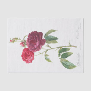 Papier Mousseline Rosa gallica