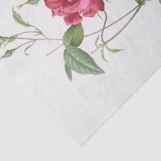 Papier Mousseline Rosa indica cruneta (Détail)