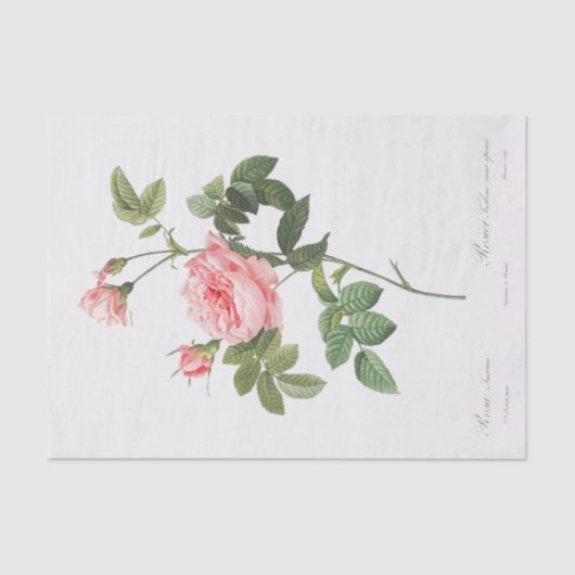 Papier Mousseline Rosa Inermis (Recto)