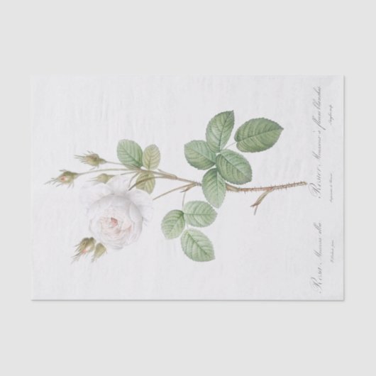 Papier Mousseline Rosa muscosa alba (Recto)