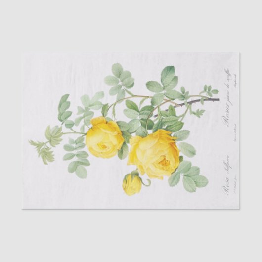 Papier Mousseline Rosa sulfurée (Recto)