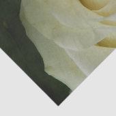 Papier Mousseline Rose Blanche (Détail)