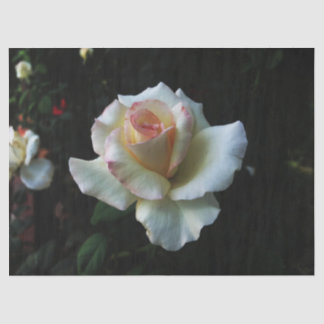 Papier Mousseline Rose blanche simple