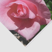 Papier Mousseline Rose rose et bud Garden Floral (Détail)