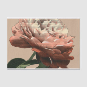 Papier Mousseline Rose rouge rouge avec les accents blancs