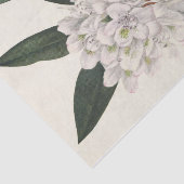 Papier Mousseline Rosebay Rhododendon par Mary Vaux Walcott (Détail)