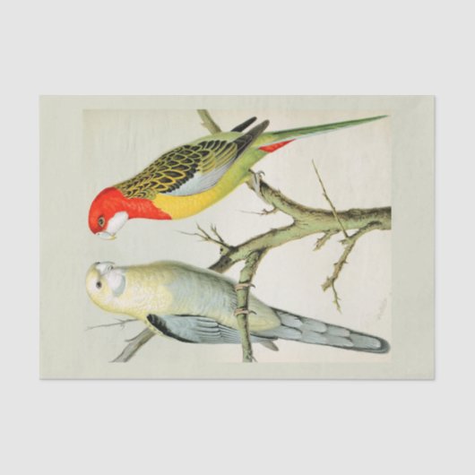 Papier Mousseline Rosella Parrakeets (Recto)