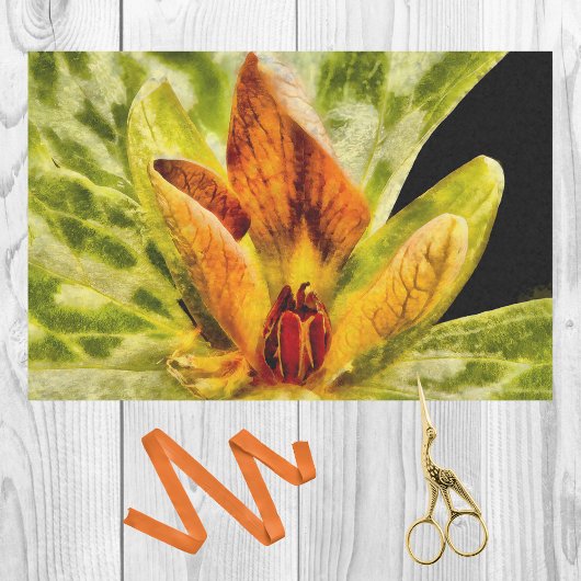 Papier Mousseline Rouge Vert Toadshade Trillium Bud Aquarelle Look