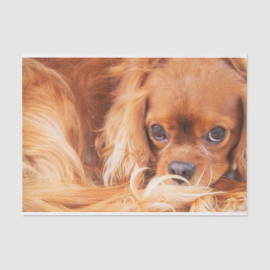 Papier Mousseline Ruby Cavalier King Charles Spaniel (Recto)