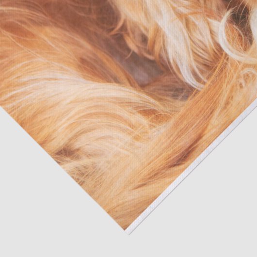 Papier Mousseline Ruby Cavalier King Charles Spaniel (Détail)