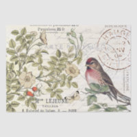 Sauvage Carte Rose Postale Songbird French Script