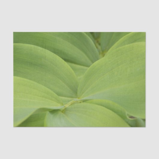Papier Mousseline Sceau de Salomon (Recto)