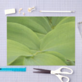 Papier Mousseline Sceau de Salomon (Artisanat)