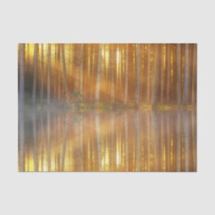 Papier Mousseline Scène de la forêt de Misty