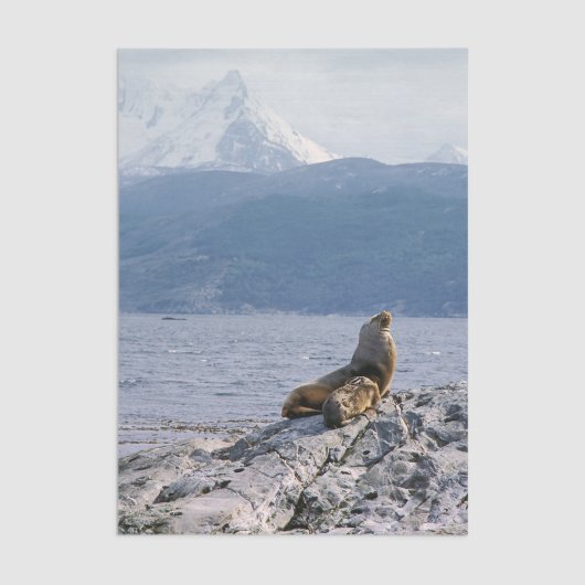 Papier Mousseline Sea lions in beagle channel - Argentina